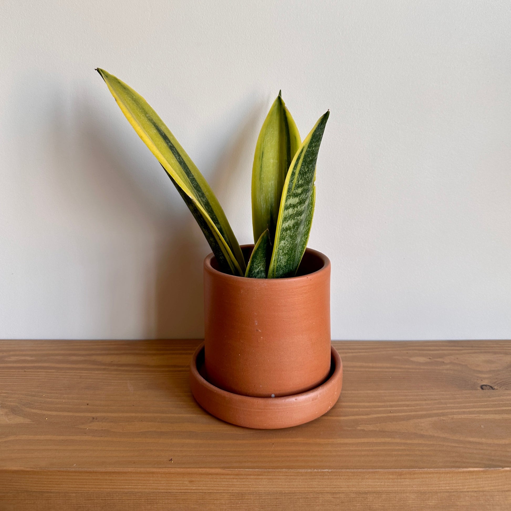 Snake Plant in Clay Pot