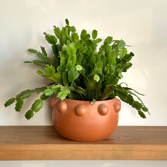 Christmas Cactus in "Hathor" Clay Planter