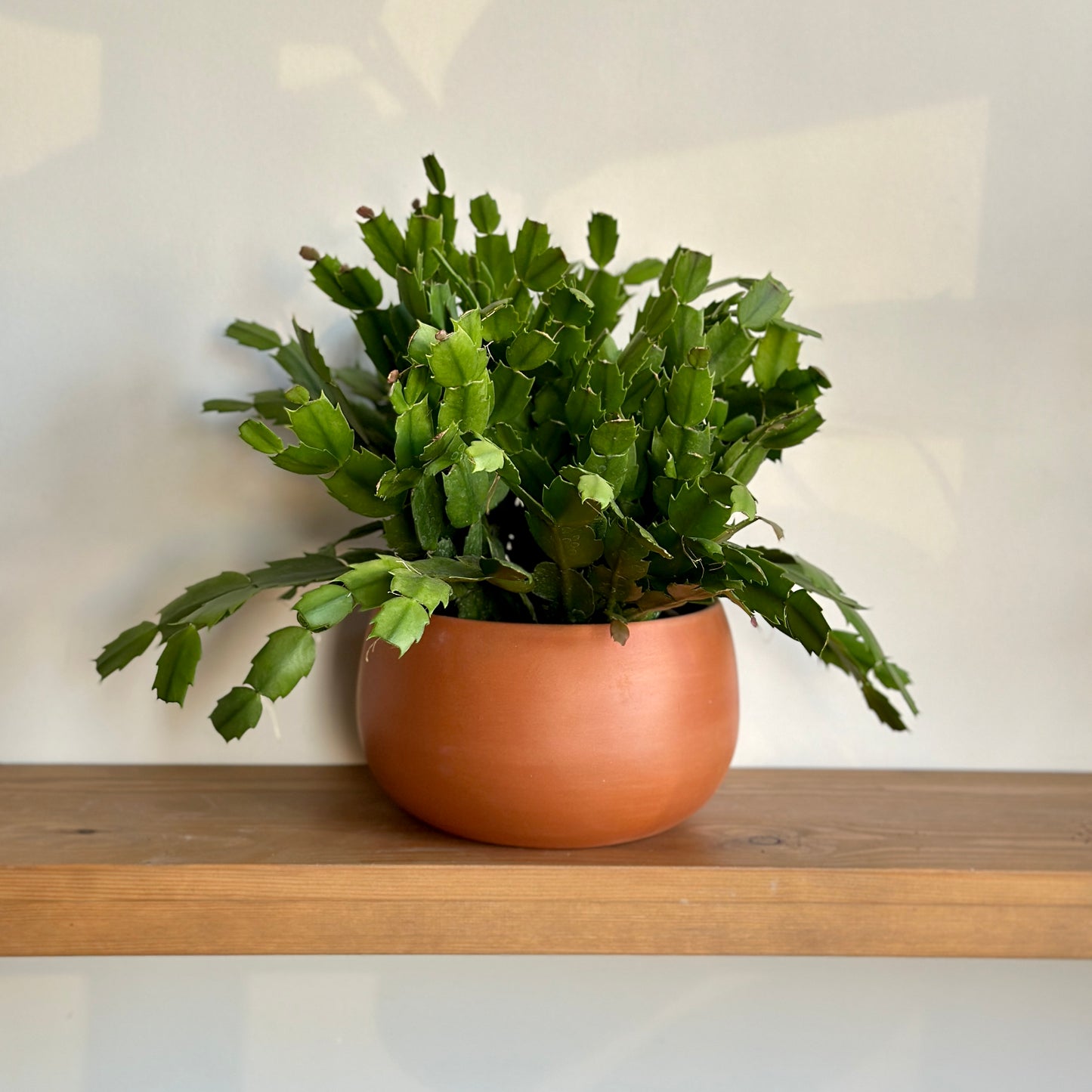 Christmas Cactus in "Shay" Clay Planter