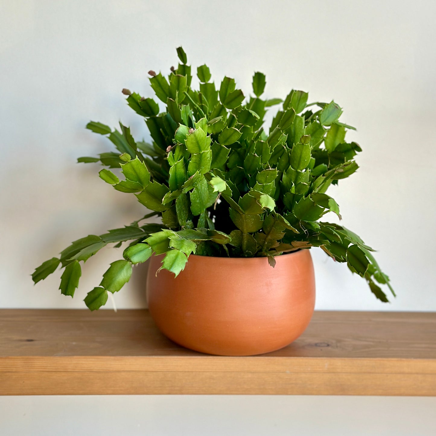 Christmas Cactus in "Shay" Clay Planter