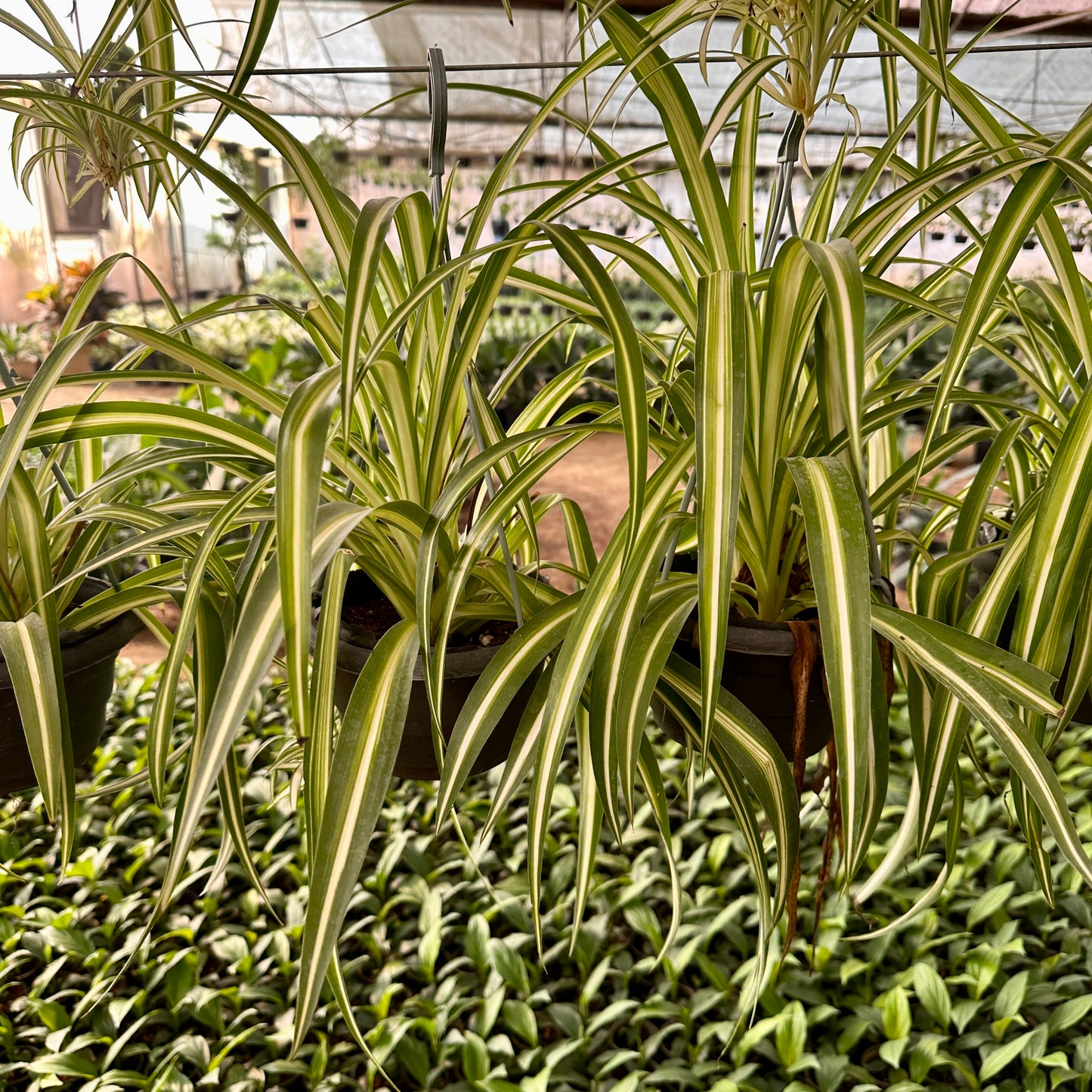 Spider plant from kaynuna online plant store 