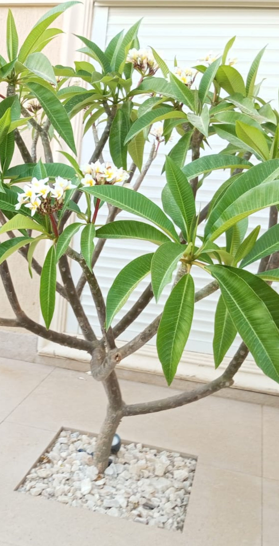 Frangipani