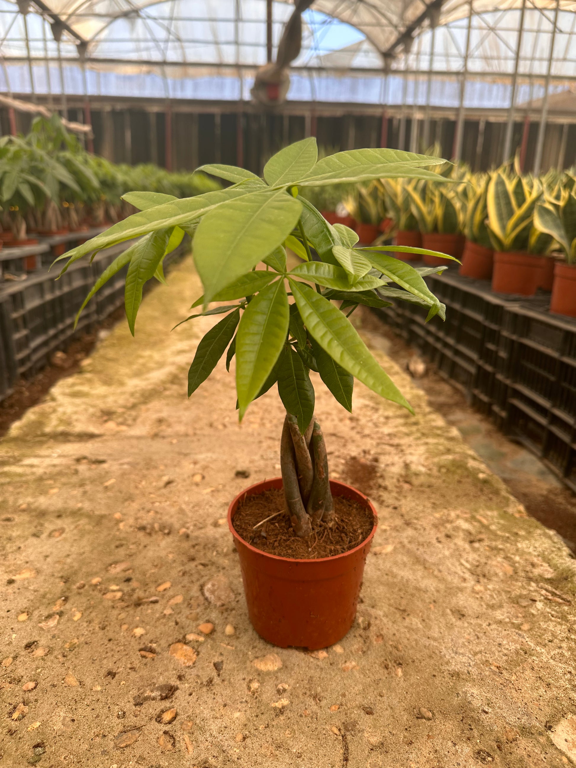 Small Money Tree Braided (Pachira Aquatica) - Available on Kaynuna.co in Cairo, Egypt