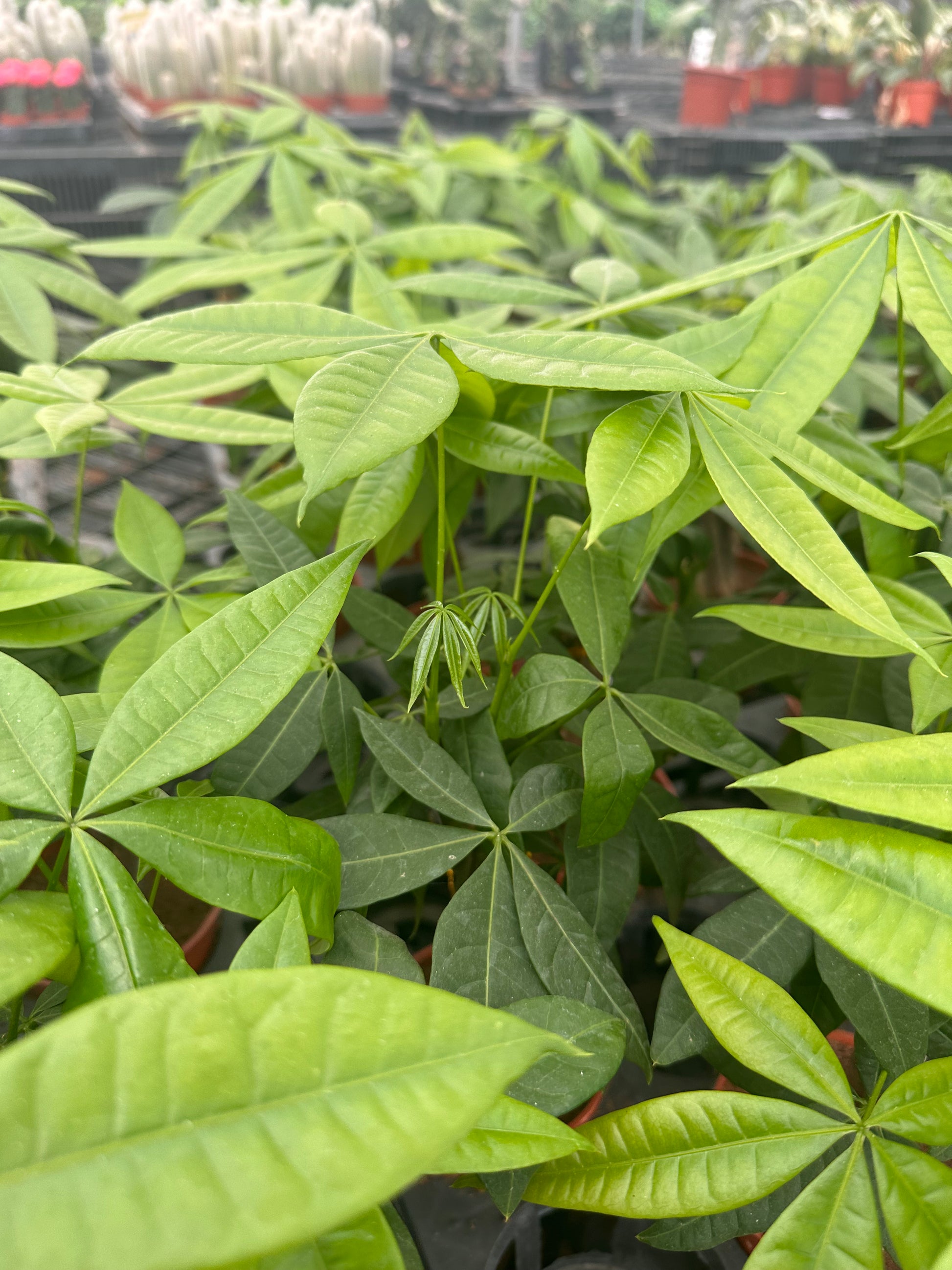 money catcher plant Money Tree