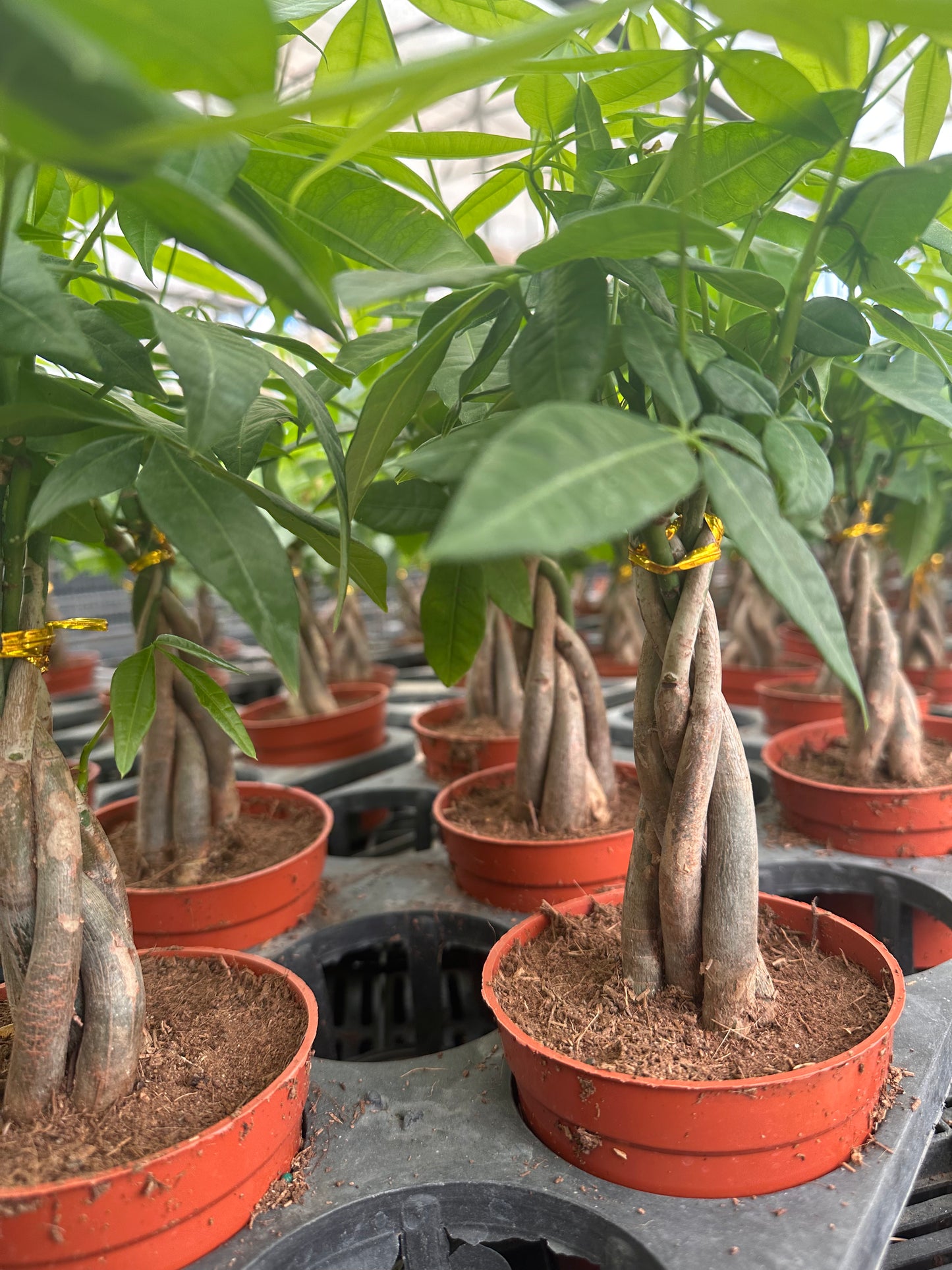 money tree plant potting soil Money Tree