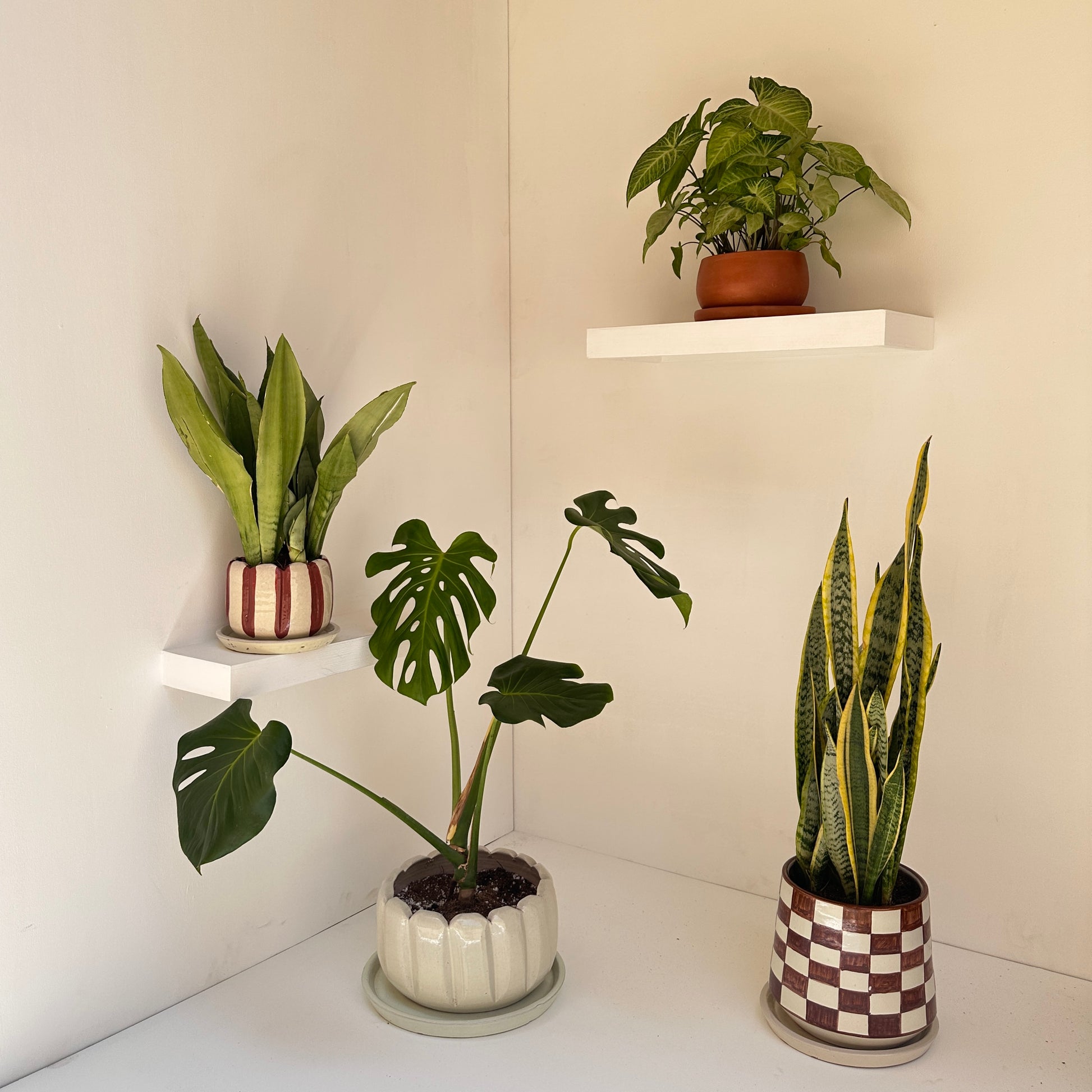 most wanted house plants The Most Wanted Bundle – Kaynuna.co