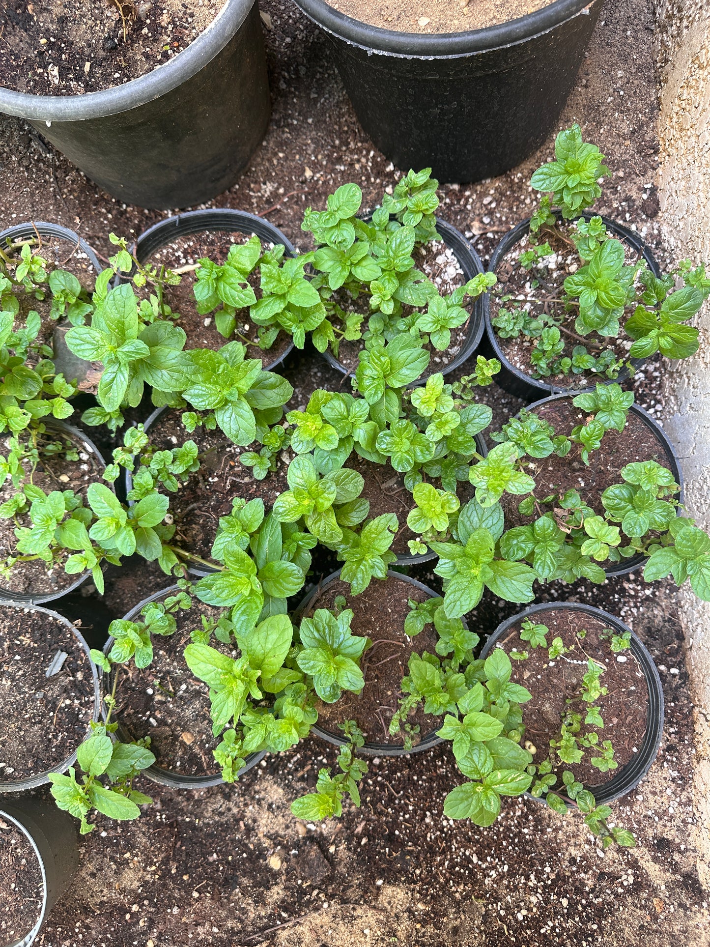 Mint Herb - Clearance