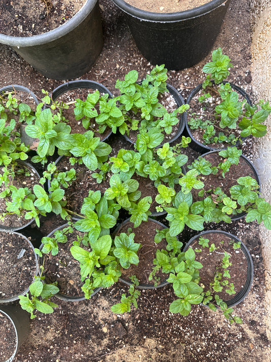 Mint Herb - Clearance