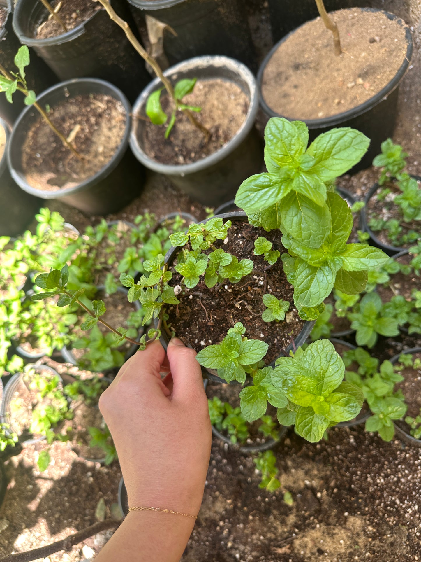 Mint Herb - Clearance