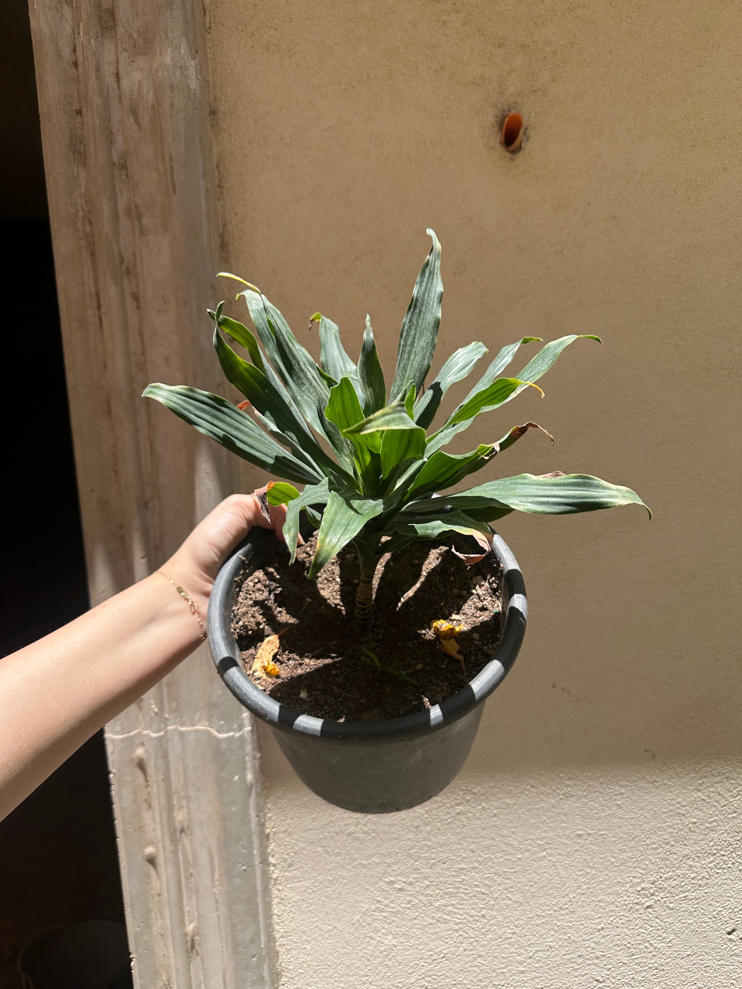 Dracaena Compacta - Clearance