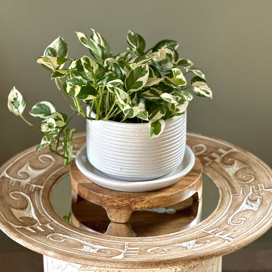 White Pothos in Shell Ceramic Pot- 20cm