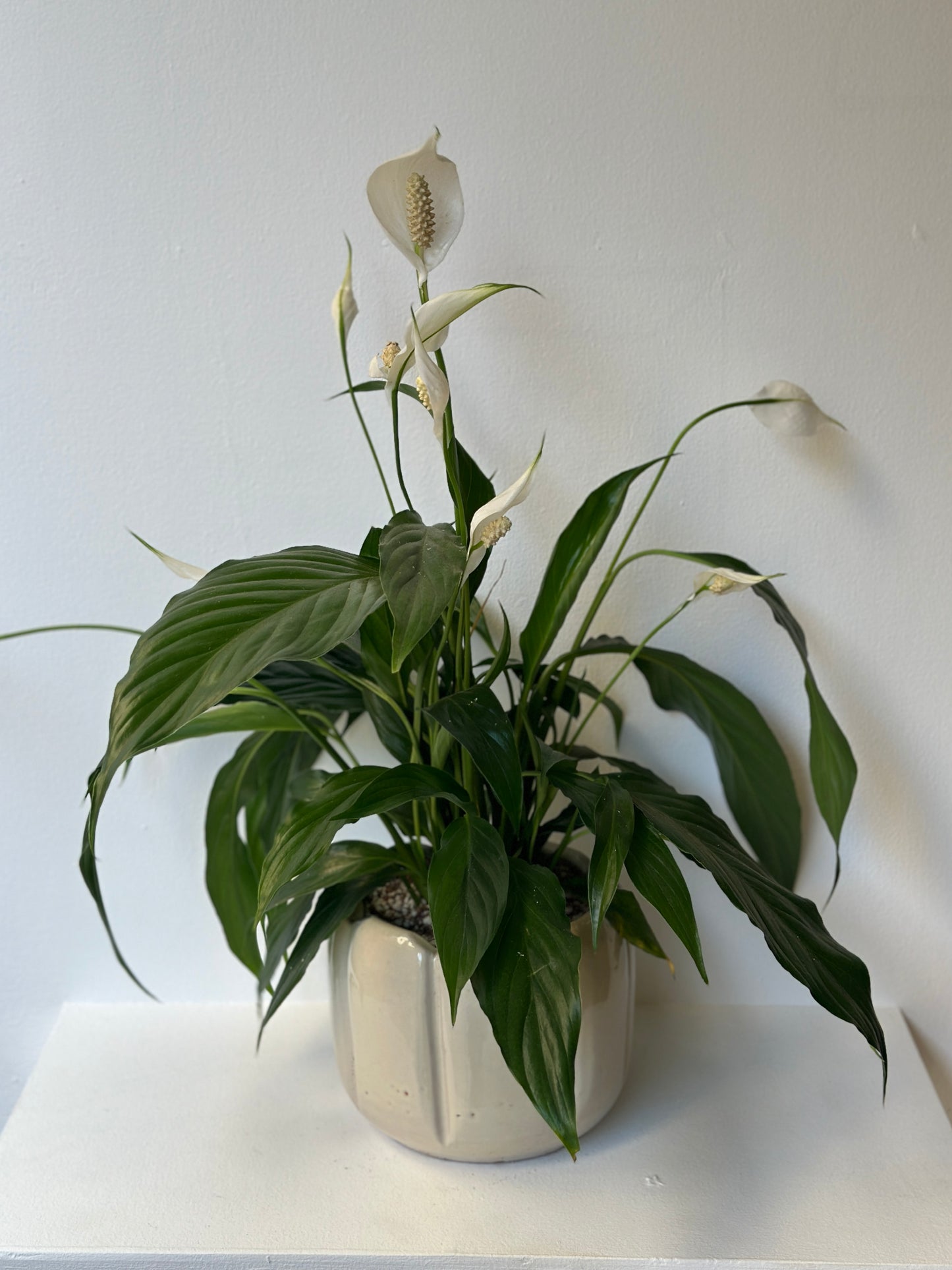 Flowering Peace Lilly