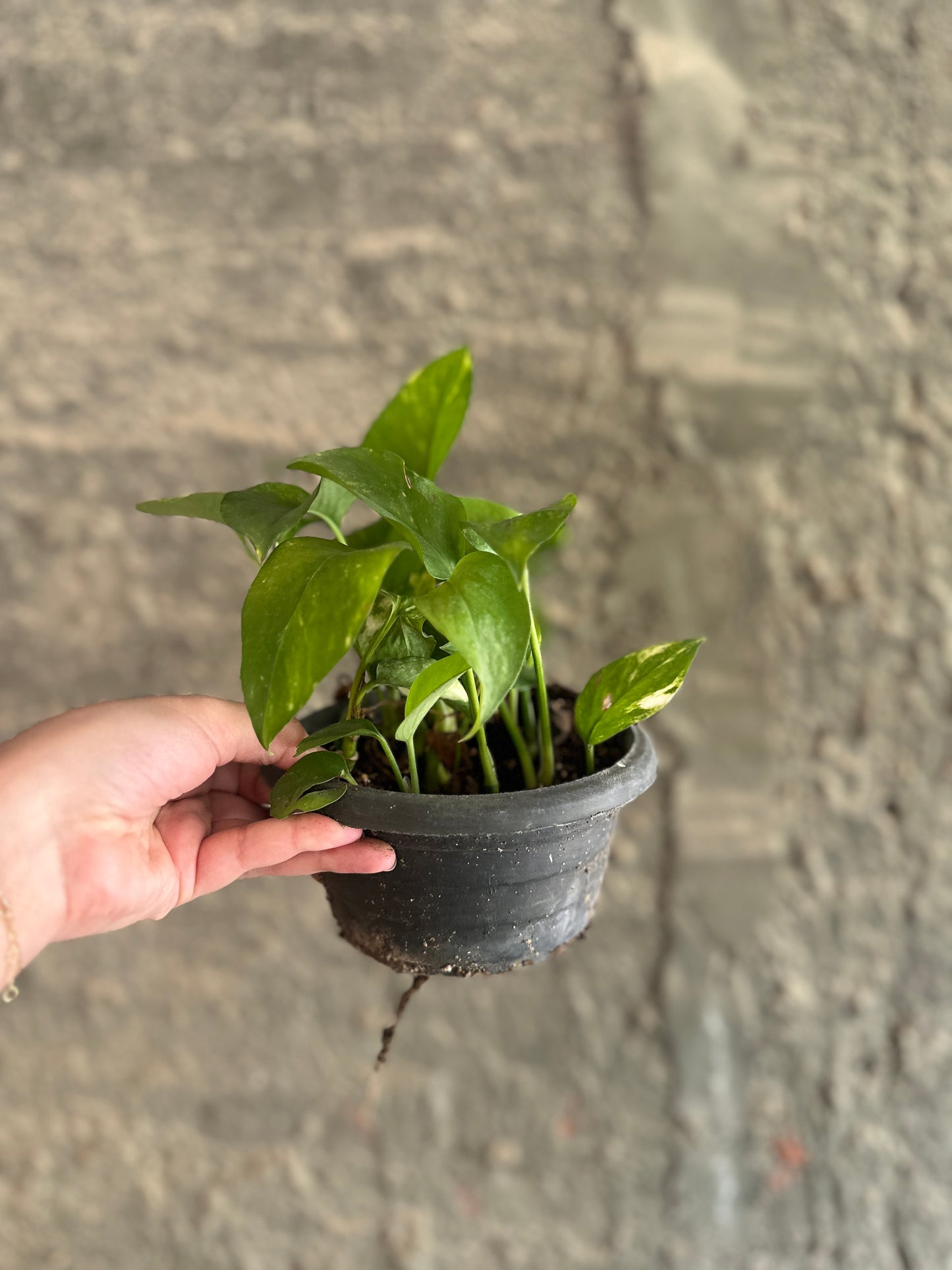 Golden Pothos - Clearance