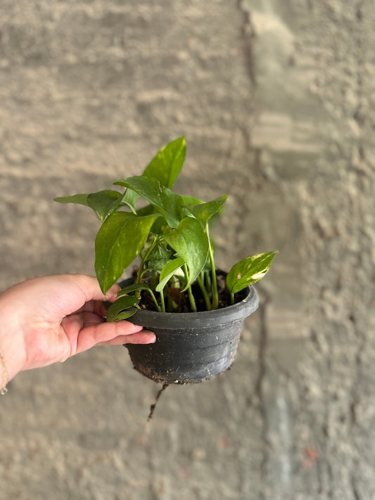 Golden Pothos - Clearance