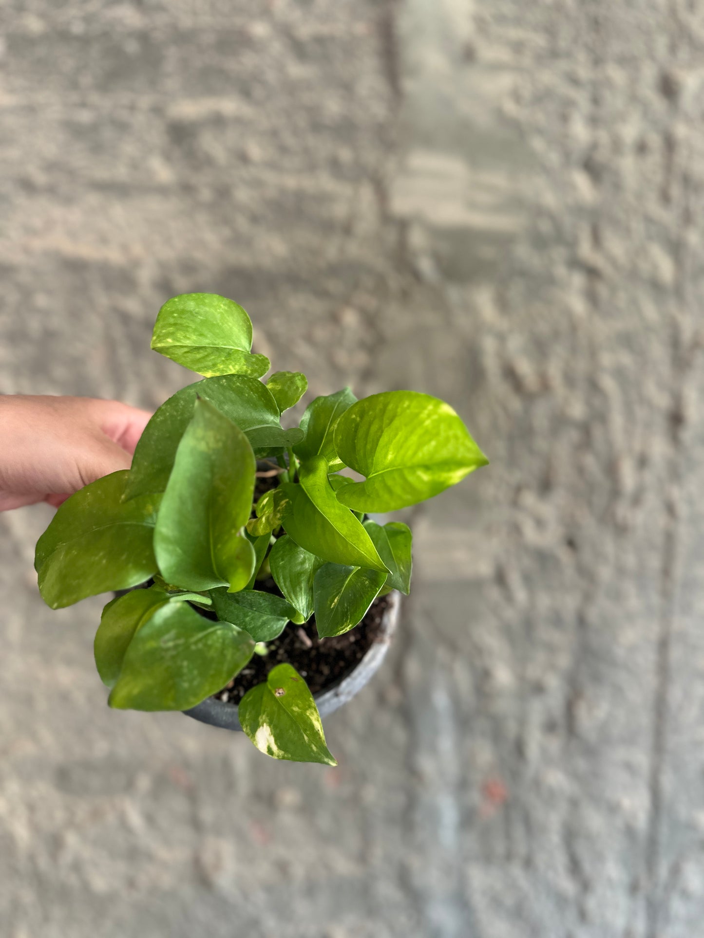Golden Pothos - Clearance