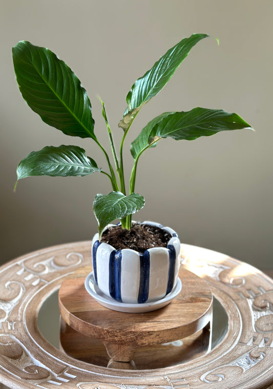 Peace Lilly in Skyline Stripes 15cm