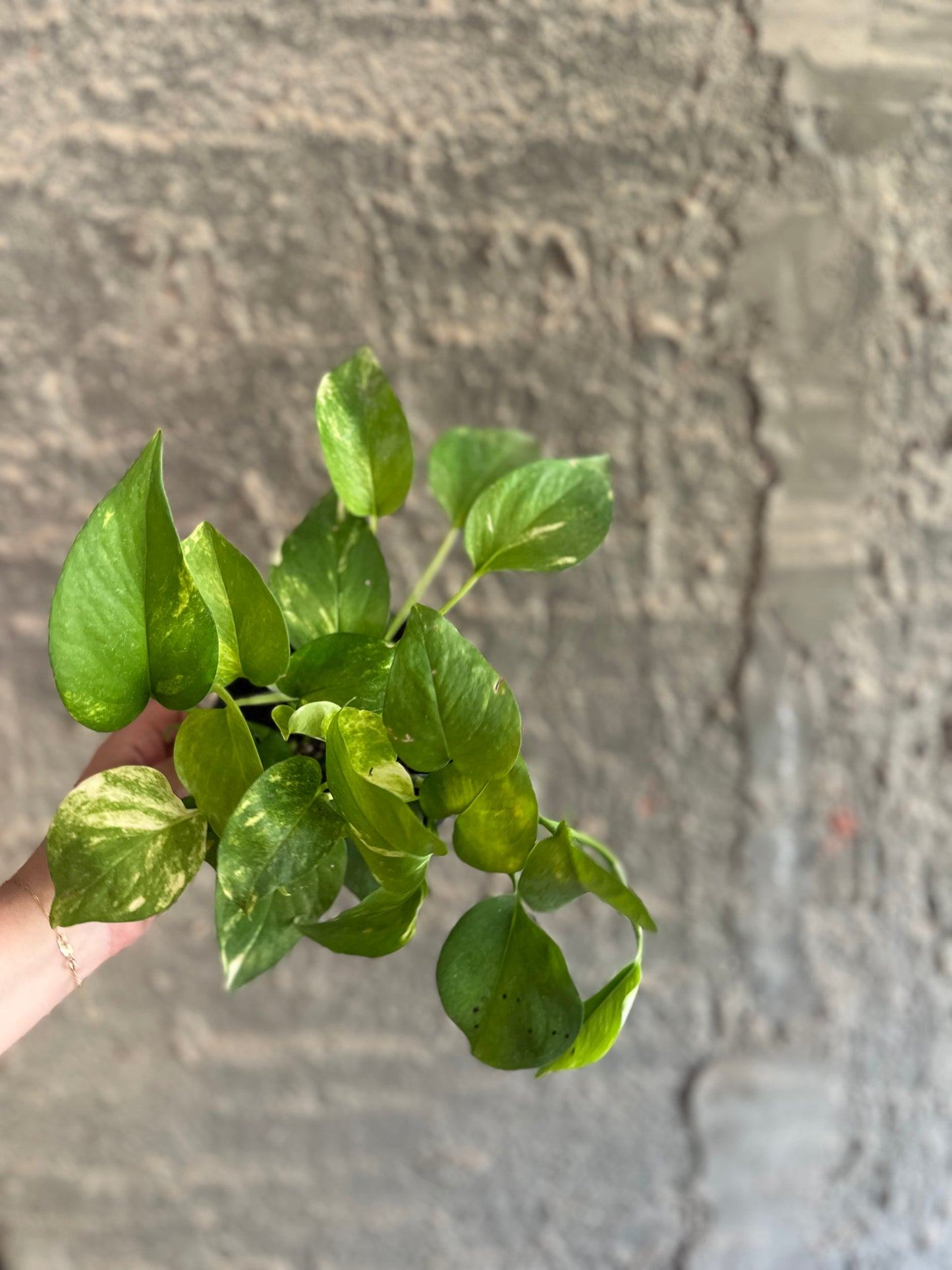 Golden Pothos - Clearance