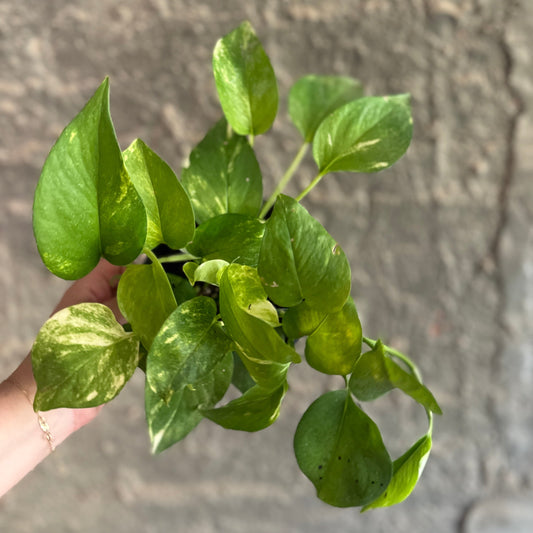 Golden Pothos - Clearance