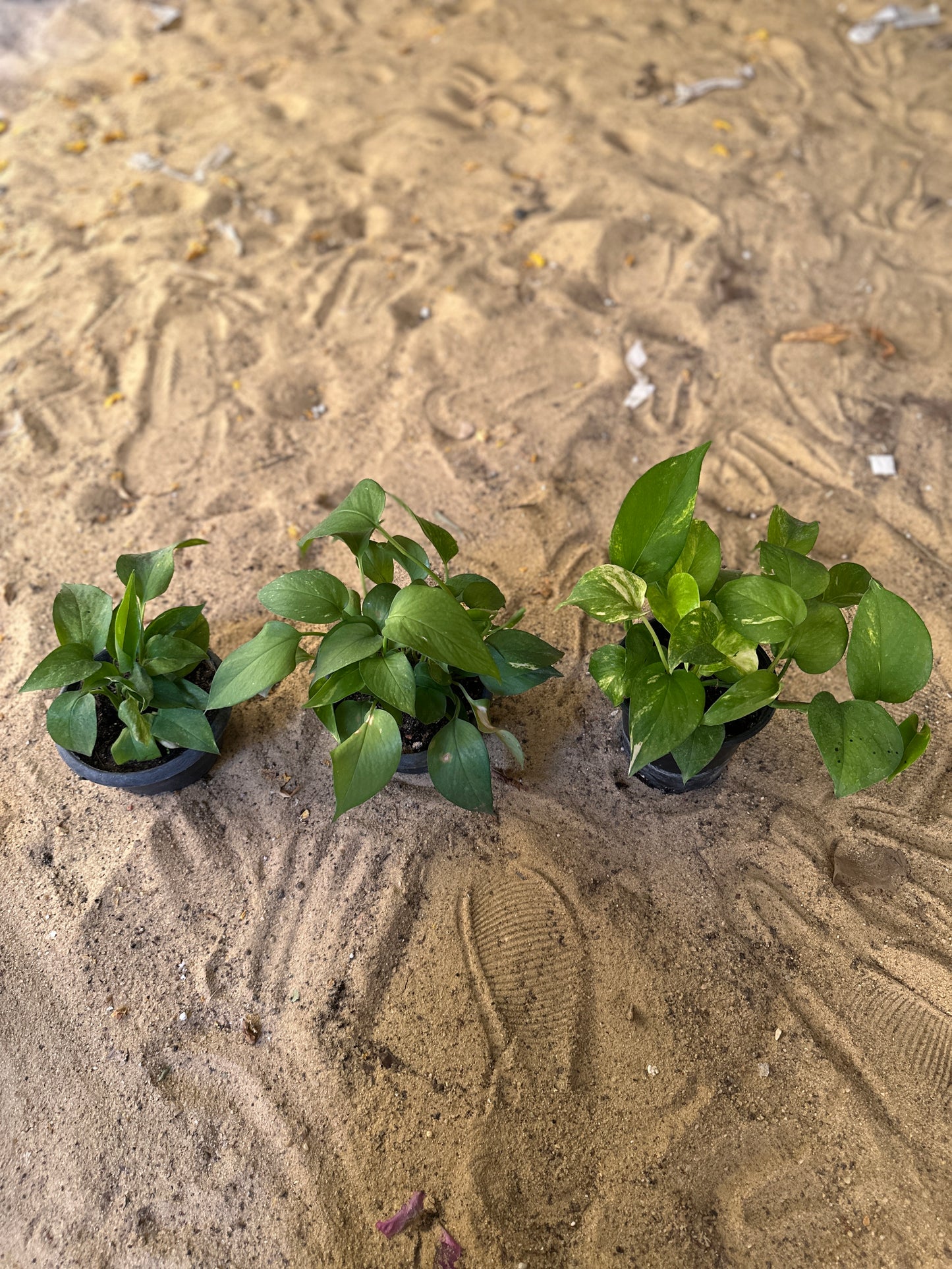 Golden Pothos - Clearance