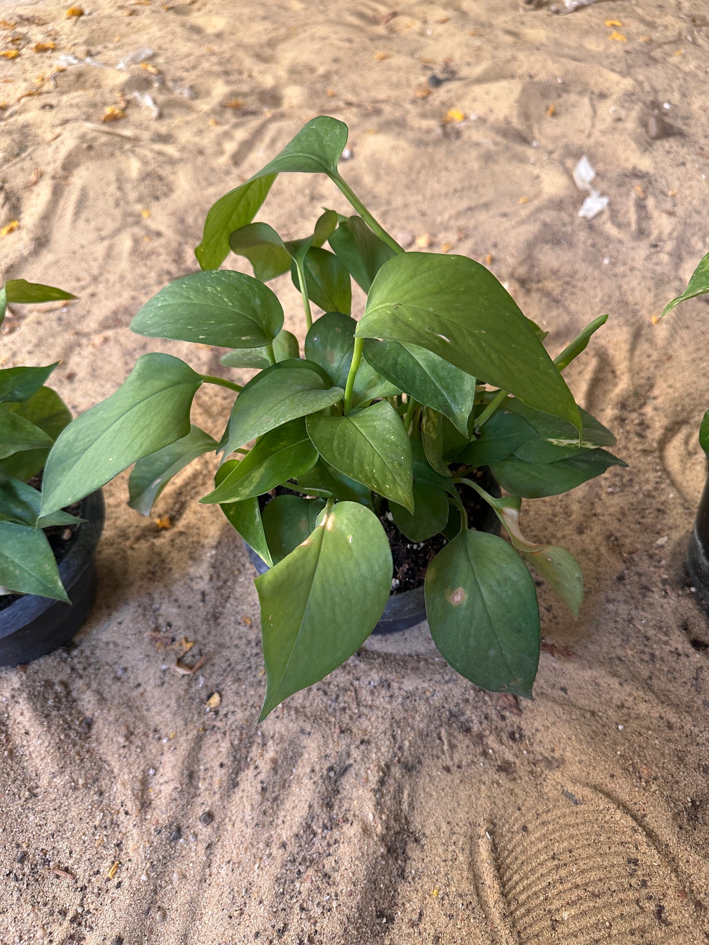 Golden Pothos - Clearance