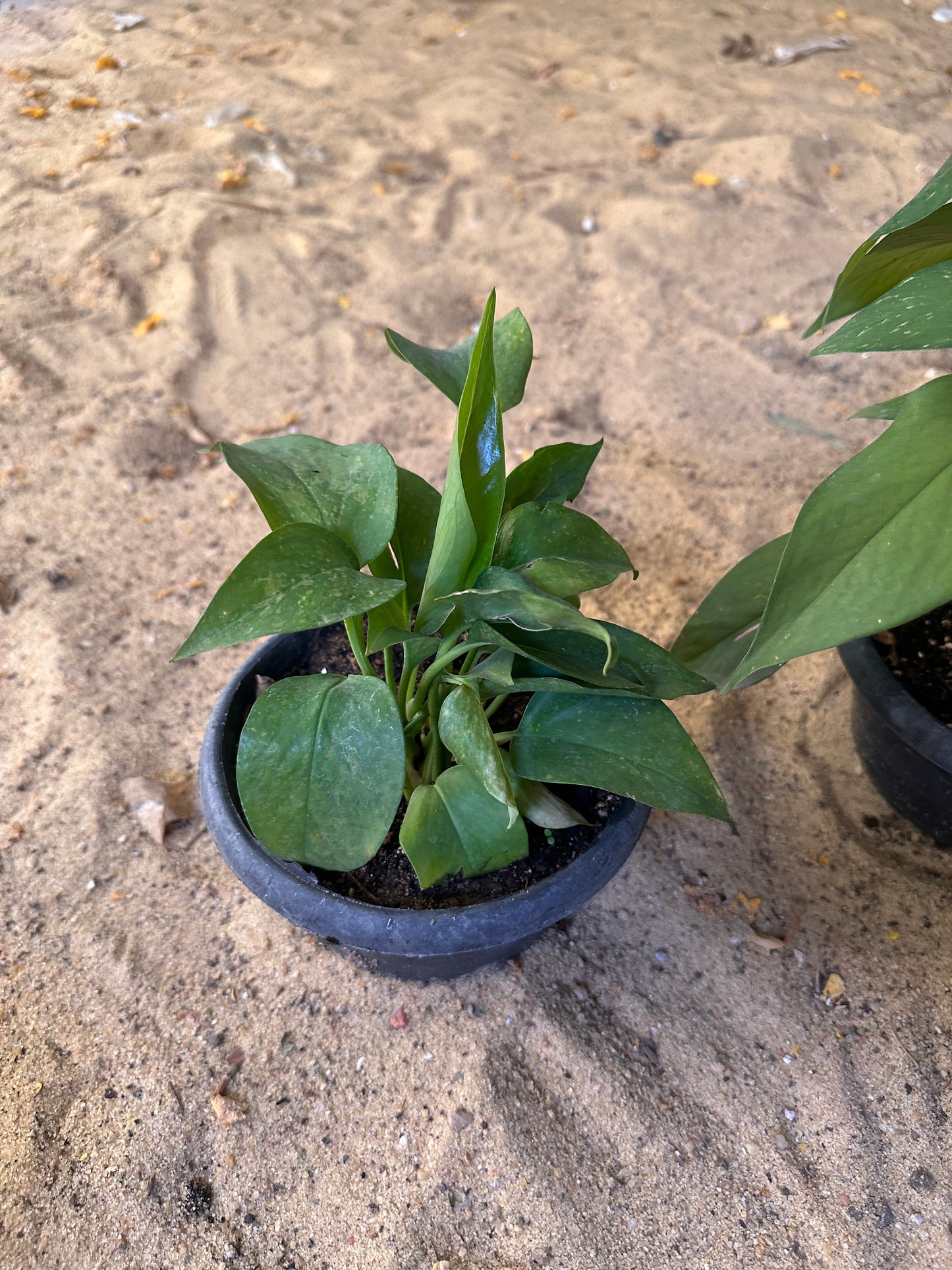 Golden Pothos - Clearance