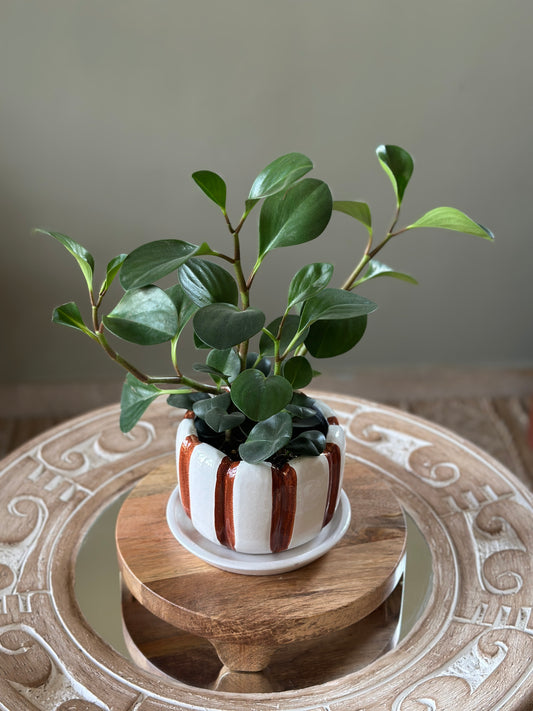 Peperomia Green in Honeycomb Stripes 15cm