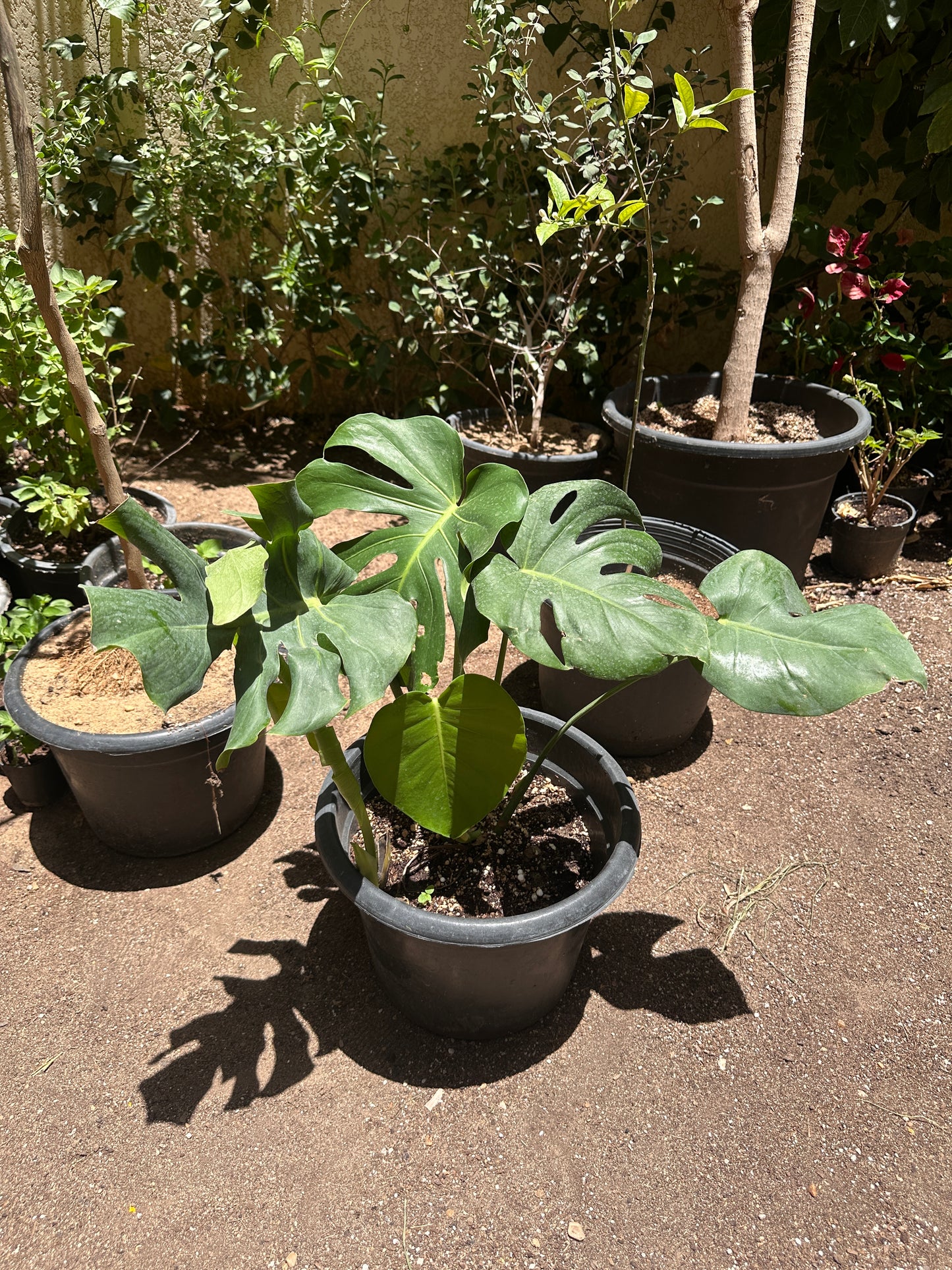 Monstera Deliciosa - Clearance