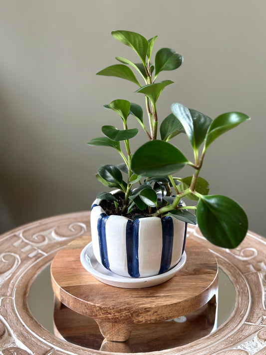 Peperomia Green in Skyline Stripes 15cm