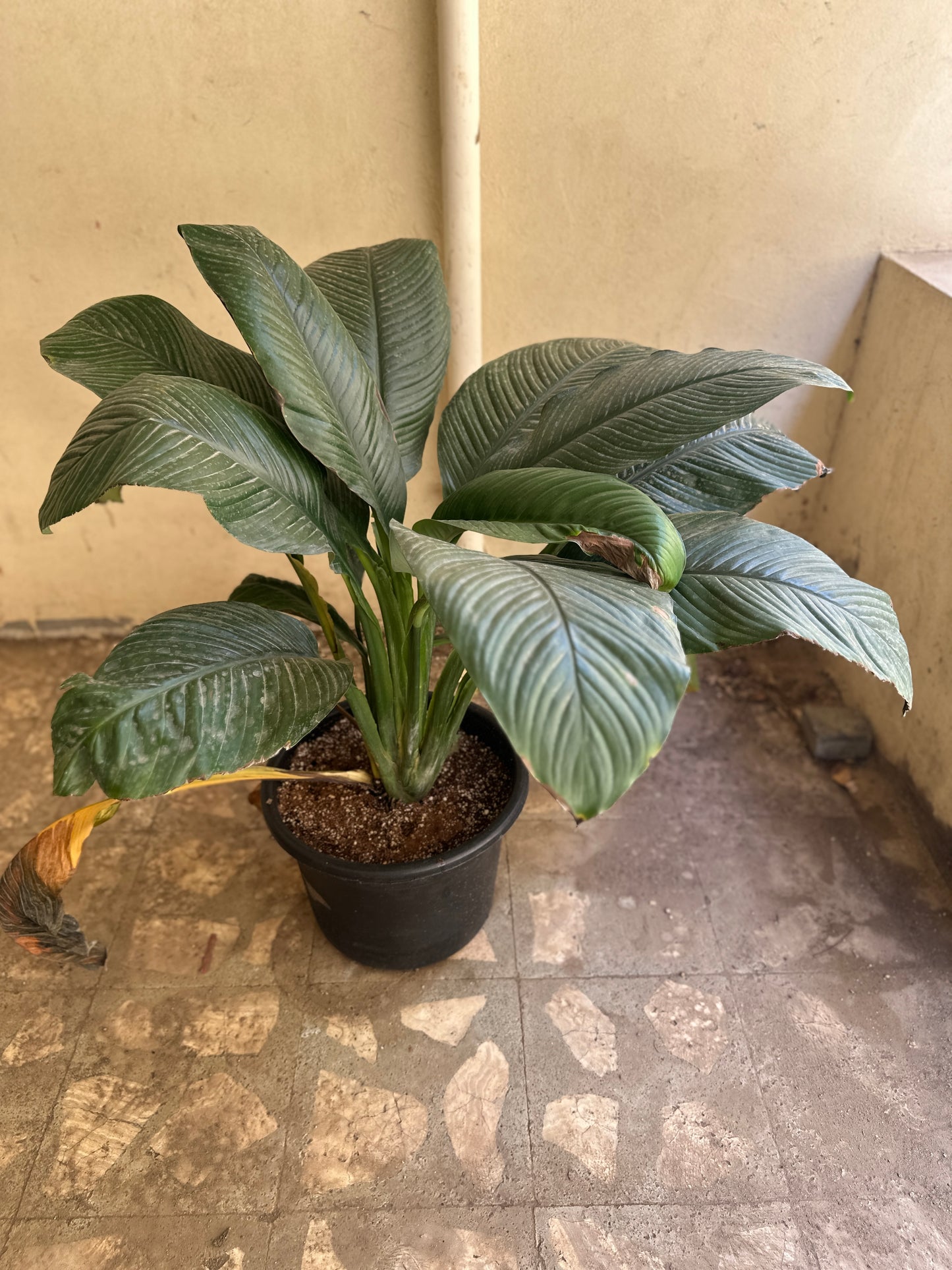 Queen Lily – XXL - Clearance
