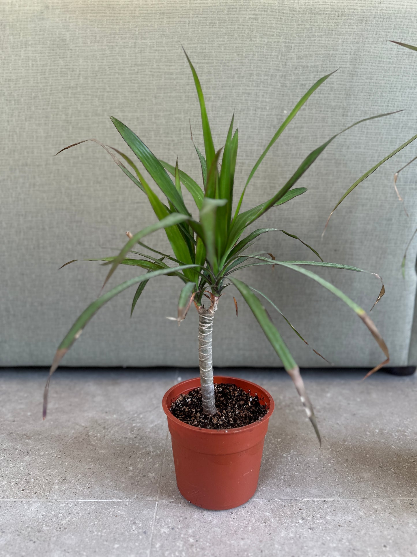 Madagascar Dragon Tree - Clearance