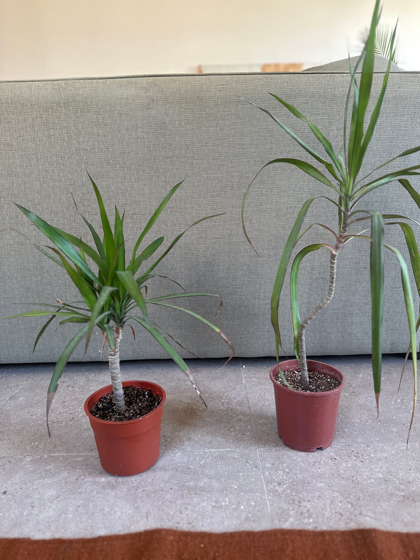 Madagascar Dragon Tree - Clearance