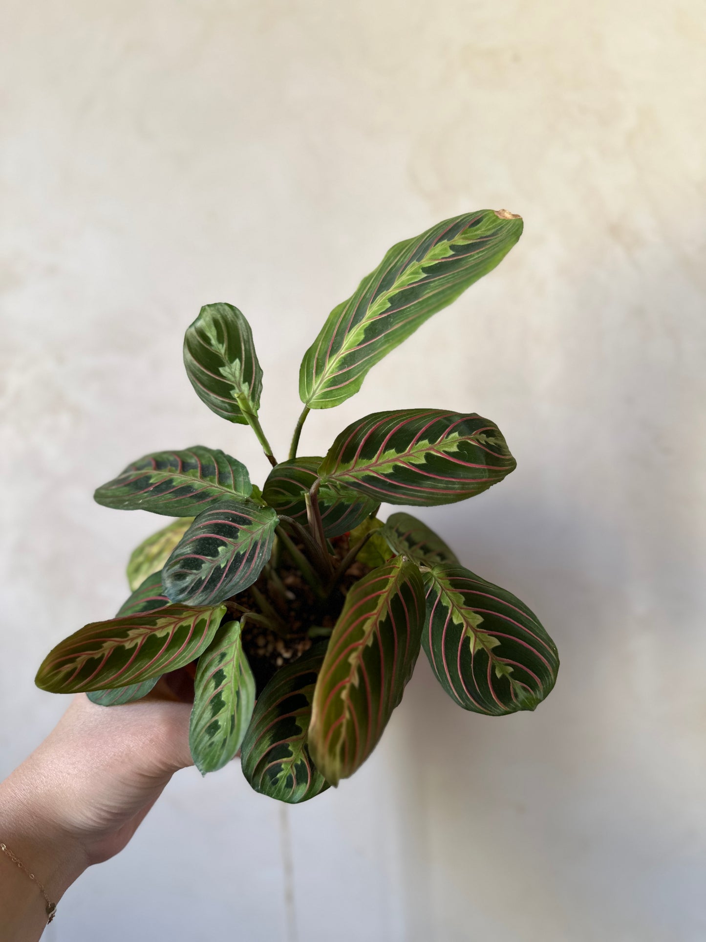 Maranta - Clearance