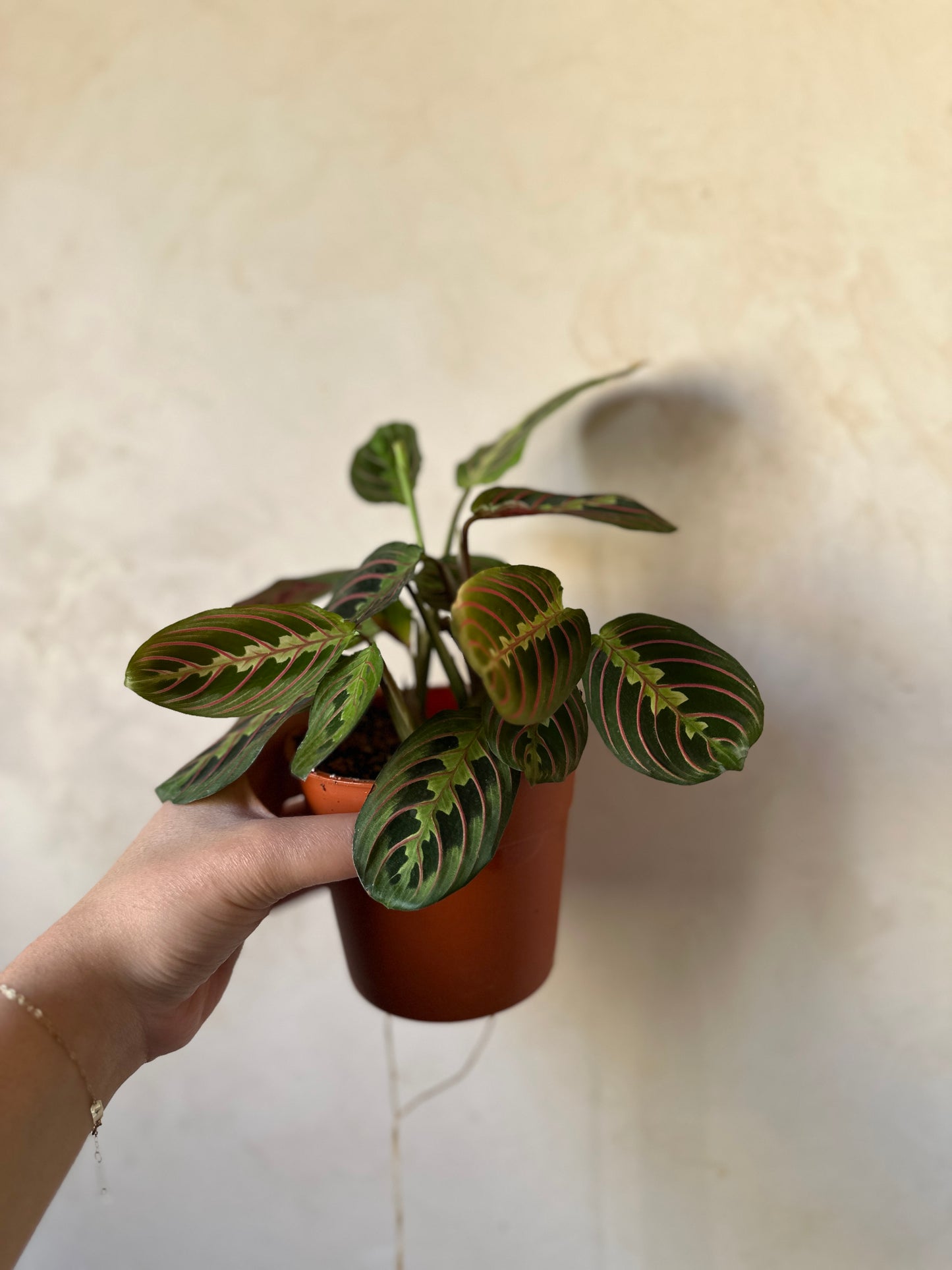Maranta - Clearance