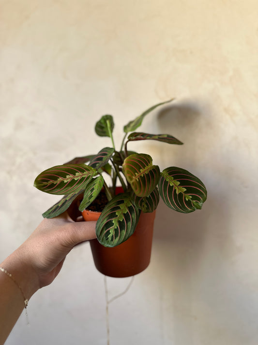 Maranta - Clearance