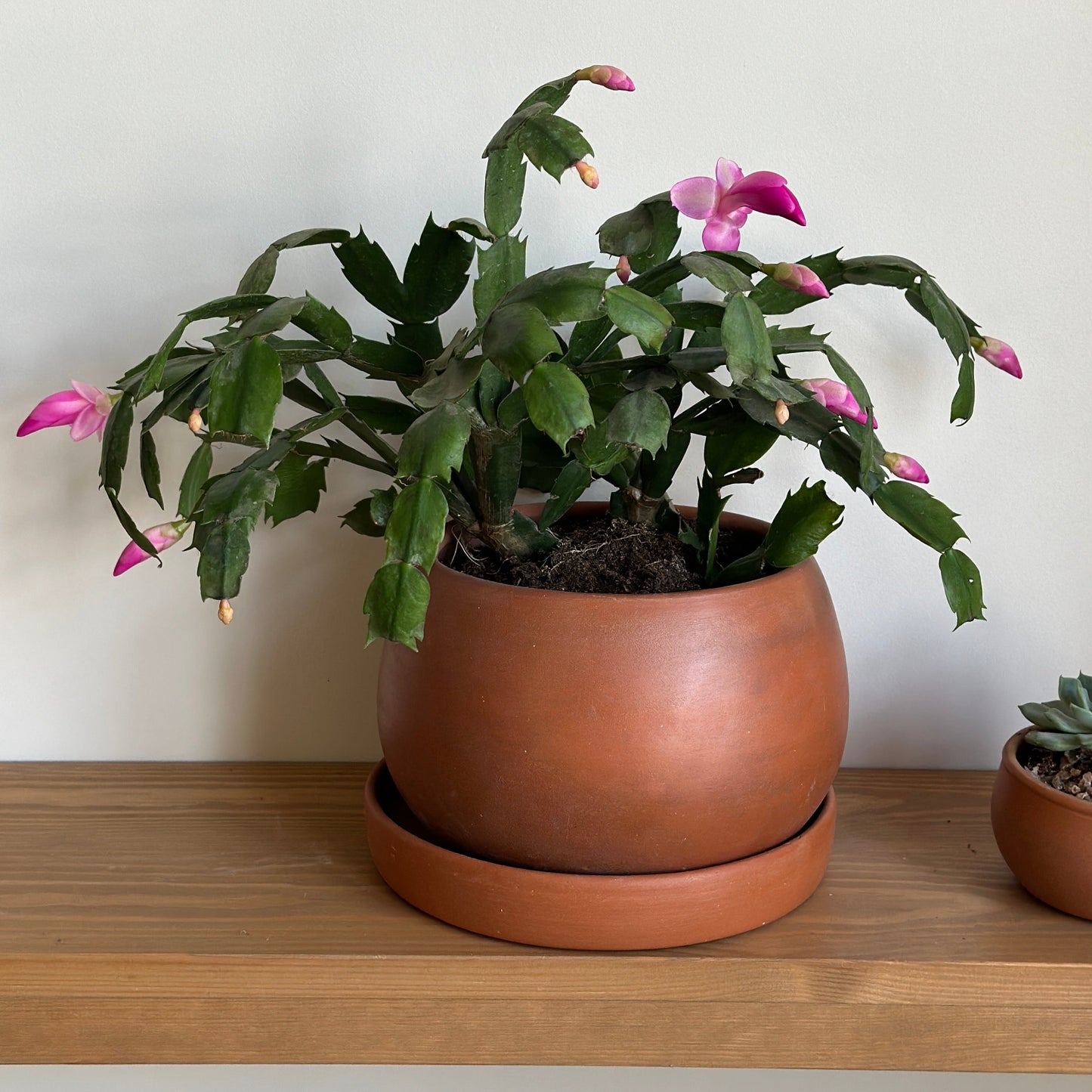 Christmas Cactus in "Shay" Clay Planter
