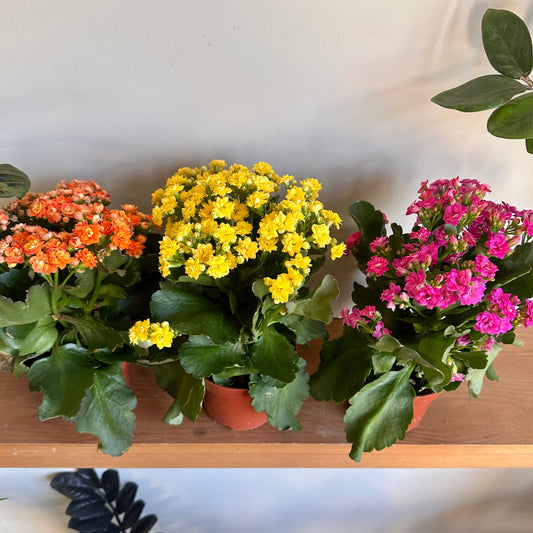 Florist Kalanchoe