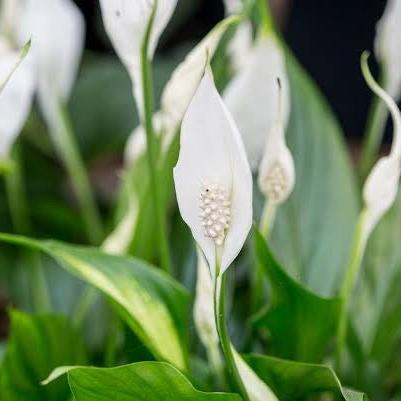 Flowering Peace Lilly