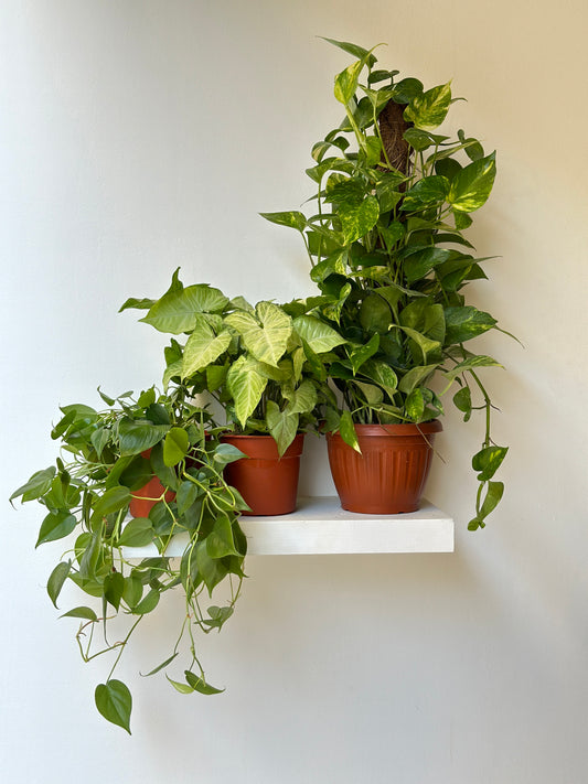 The Easy Peasy Bundle