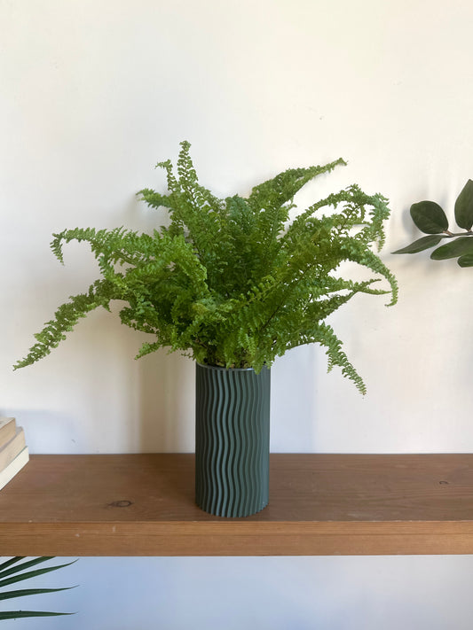 Boston Fern