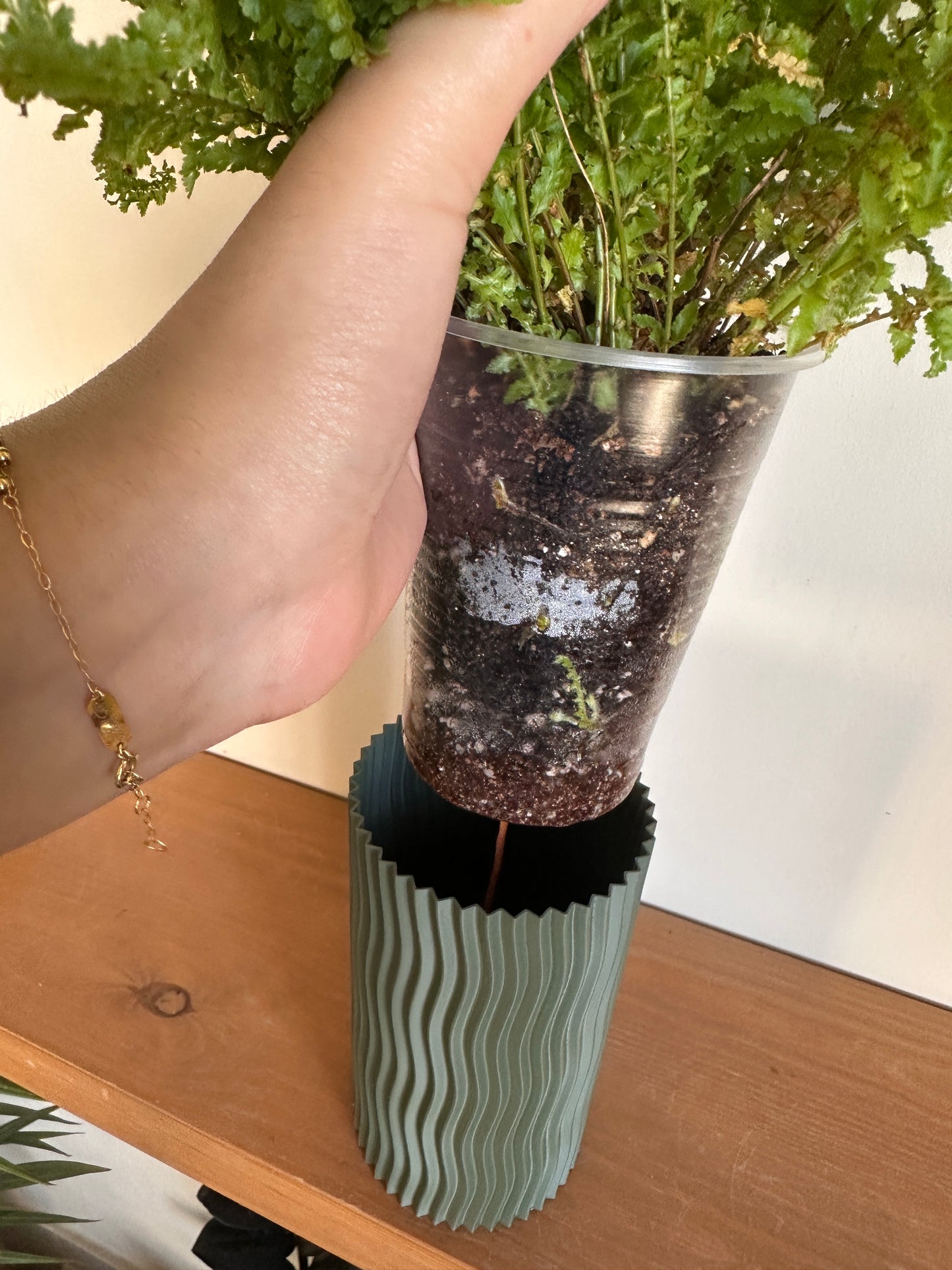 Boston Fern