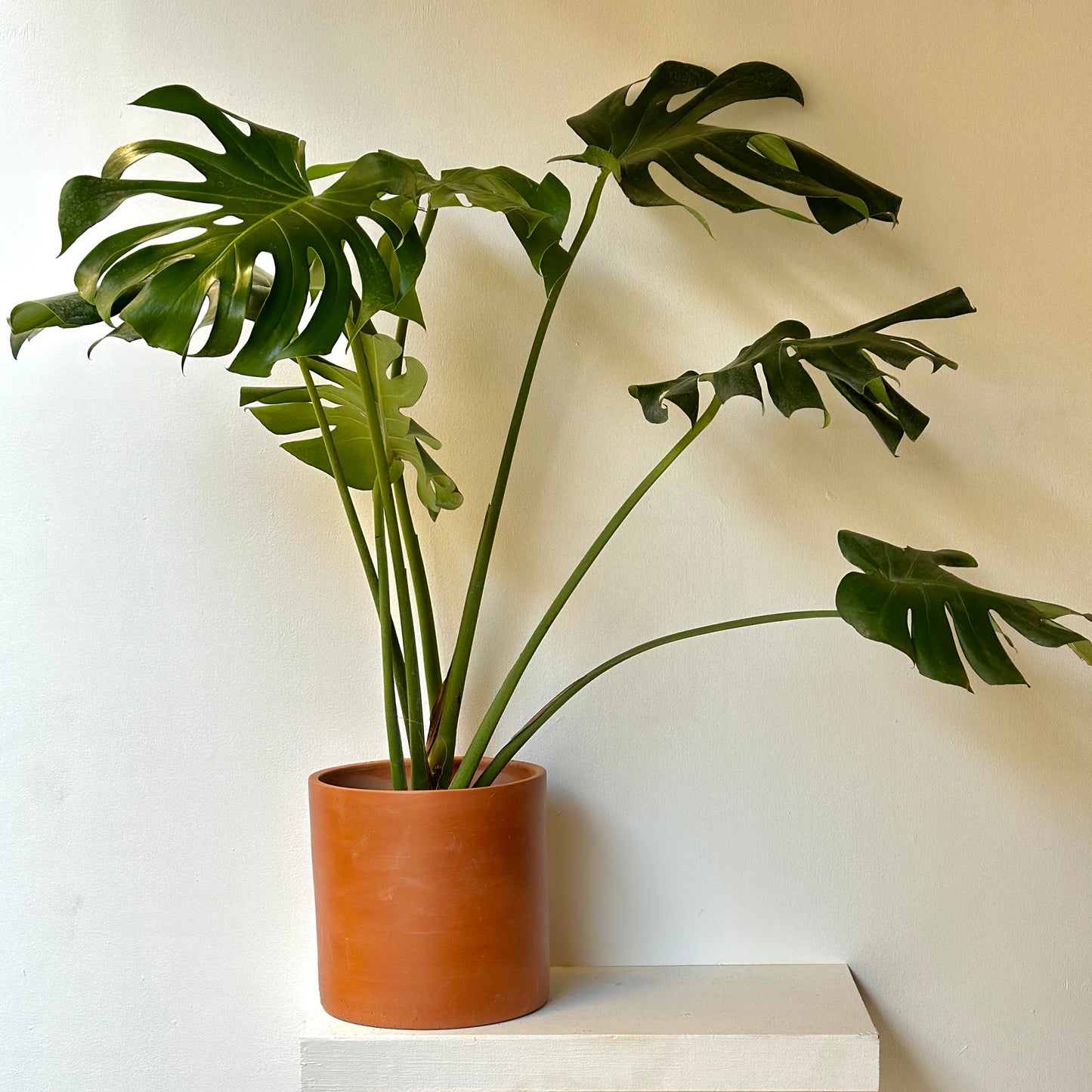 Monstera Deliciosa - Medium