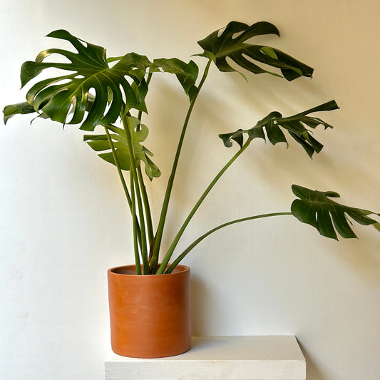 Monstera Deliciosa - Medium