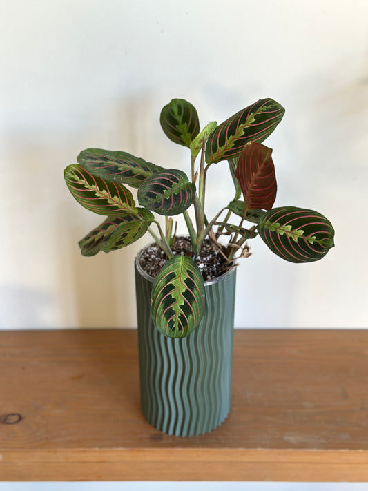 Maranta