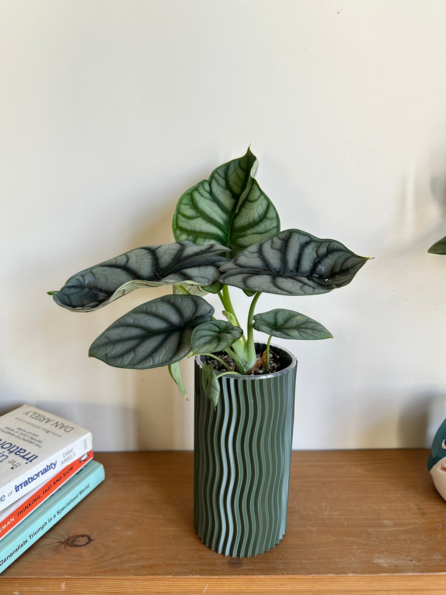 Alocasia 'Silver Dragon'