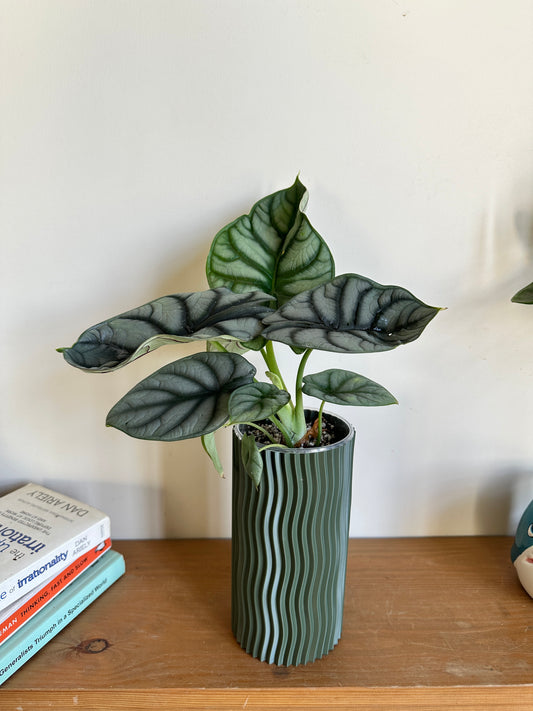 Alocasia 'Silver Dragon'