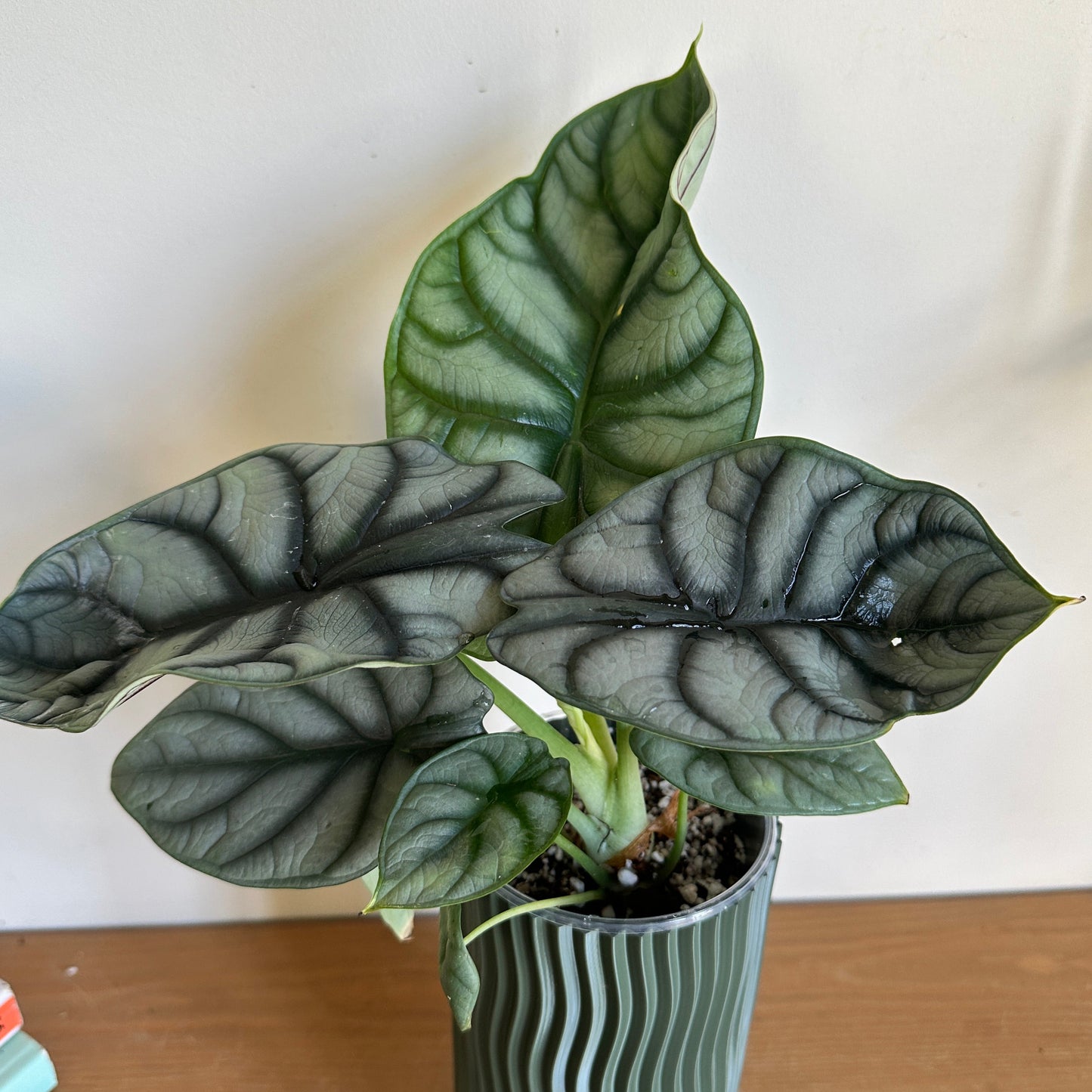 Alocasia 'Silver Dragon'