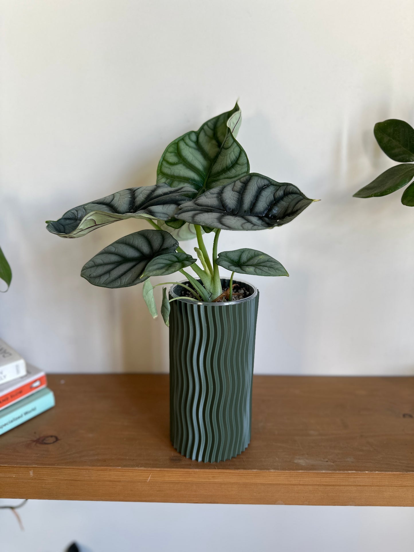 Alocasia 'Silver Dragon'