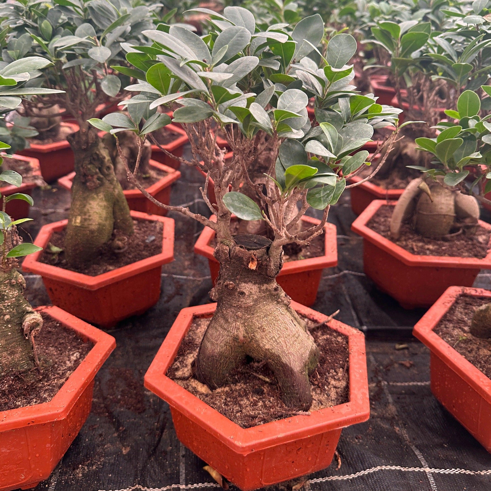 buy real bonsai tree online Bonsai Tree – Buy Online, Delivered in Cairo & Alexandria, Egypt – Kaynuna.co