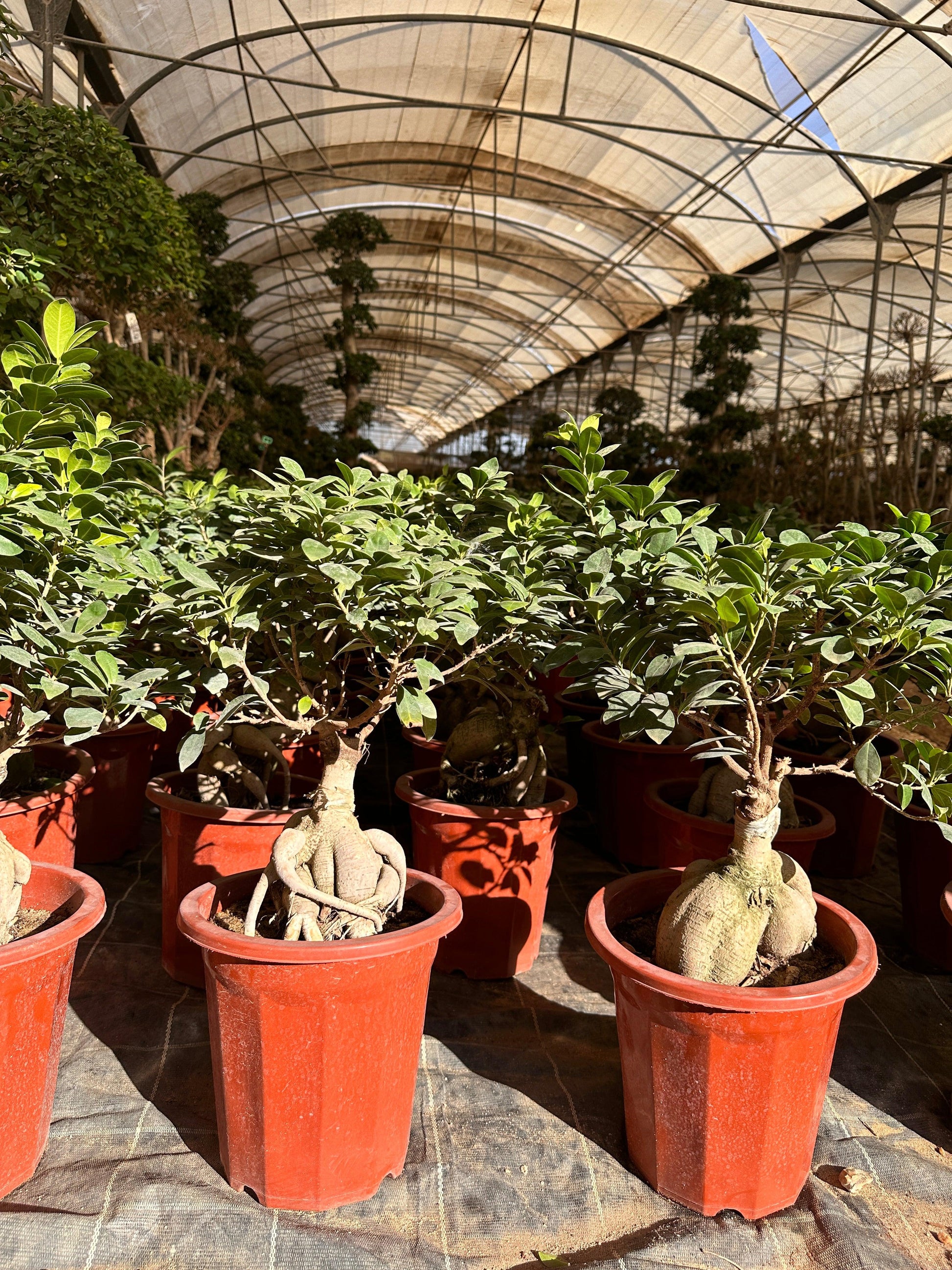 bonsai tree prices Bonsai Tree – Buy Online, Delivered in Cairo & Alexandria, Egypt – Kaynuna.co