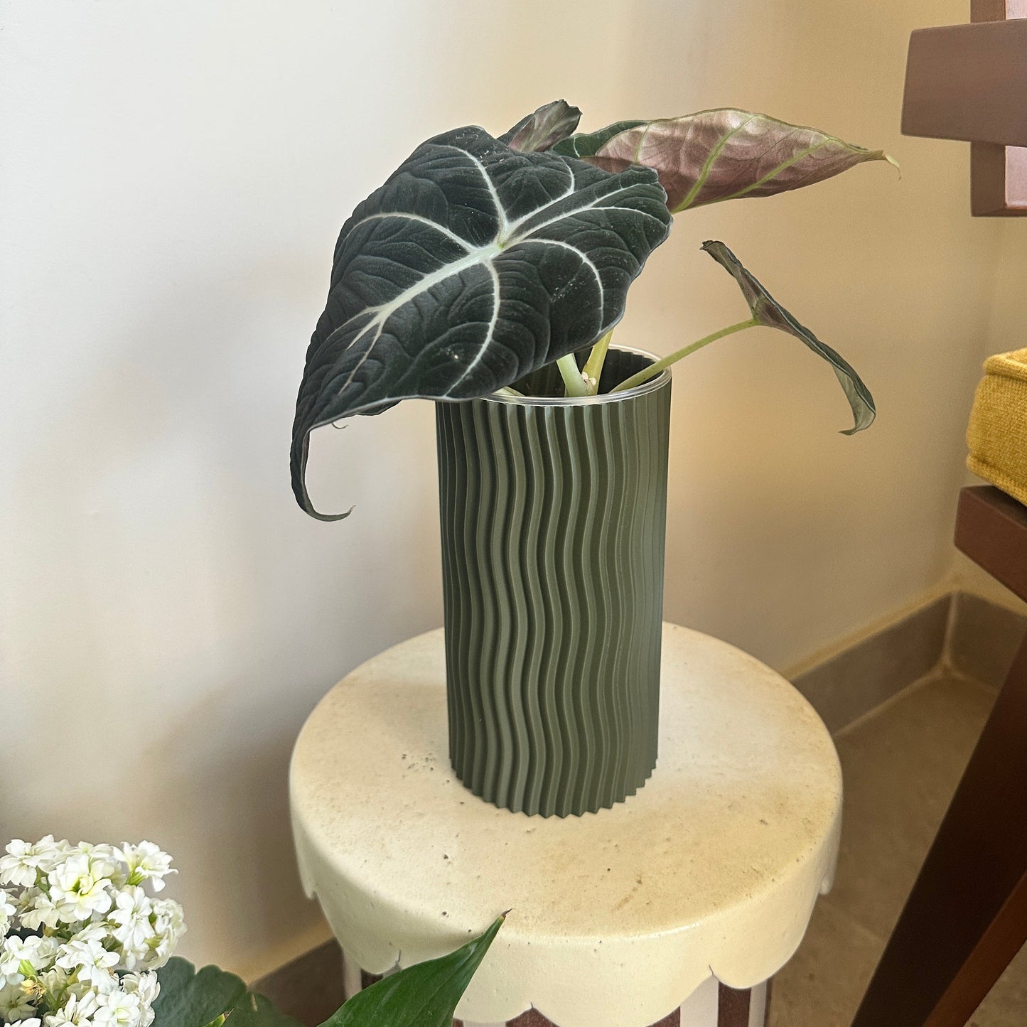 Alocasia 'Black Velvet'